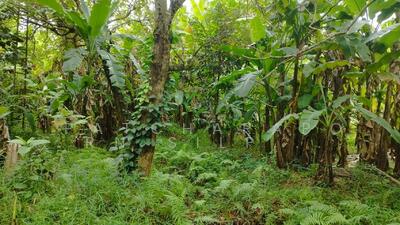 ขาย - ขายด่วน! ที่ดินสวนผลไม้ ราคาถูกมาก ซอยไทรม้า เมืองนนทบุรี, นนทบุรี