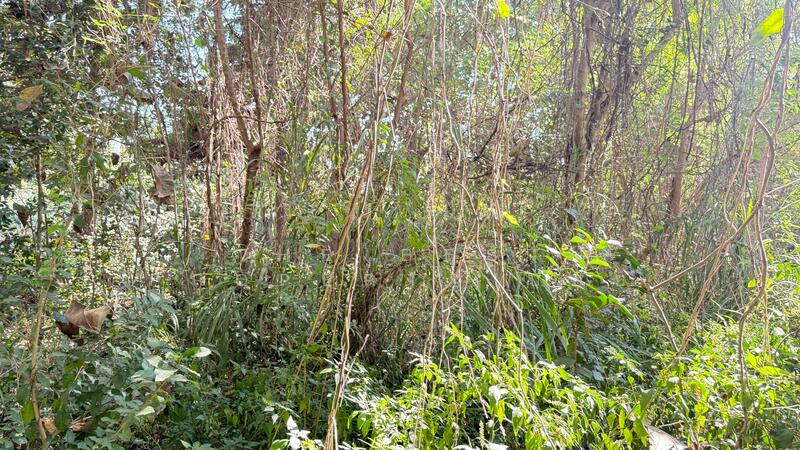 ขาย - ที่ดินสันป่าตอง เชียงใหม่, เชียงใหม่