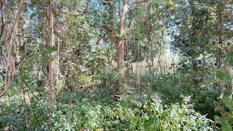 ขาย - ที่ดินสันป่าตอง เชียงใหม่, เชียงใหม่