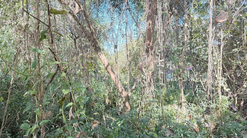 ขาย - ที่ดินสันป่าตอง เชียงใหม่, เชียงใหม่