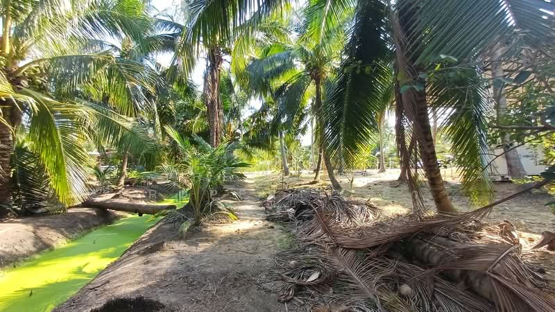 ที่ดินบางคนที สมุทรสงคราม, สมุทรสงคราม, ยายแพง, บางคนที, สมุทรสงคราม, 648 ตร.ม., ที่ดิน ขาย, โดย The Best Property อิ๋ว, 500079560 - DDproperty.com