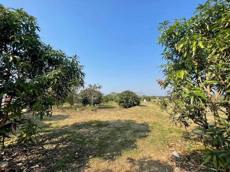 ขาย - ขายที่ดินถมแล้ว 20 ไร่ 3 งาน 32.4 ตร.ว. เป็นสวนเกษตร (ไม่เสียภาษีที่ดิน) ติดแม่น้ำแตง อ.แม่แตง จ.เชี, เชียงใหม่