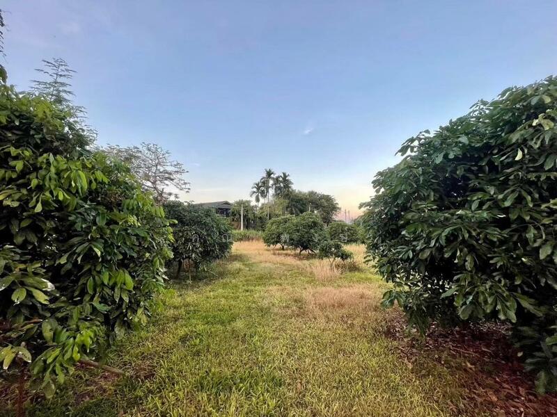 ขาย - ขายที่ดินถมแล้ว 20 ไร่ 3 งาน 32.4 ตร.ว. เป็นสวนเกษตร (ไม่เสียภาษีที่ดิน) ติดแม่น้ำแตง อ.แม่แตง จ.เชี, เชียงใหม่