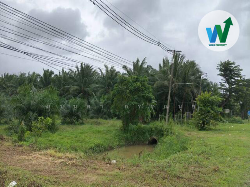 ขาย - ขายที่ดิน พร้อมสวนปาล์ม10ไร่55ตารางวา ควนขนุน, พัทลุง