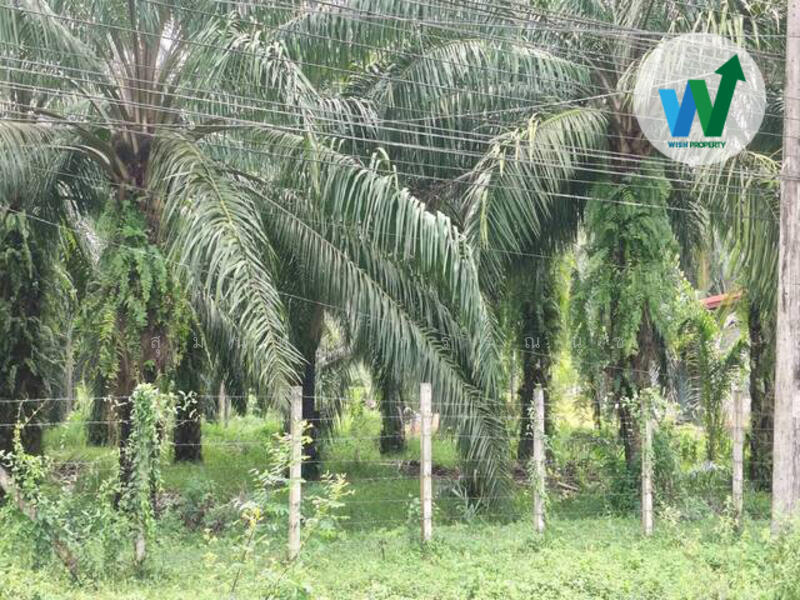 ขาย - ขายที่ดิน พร้อมสวนปาล์ม10ไร่55ตารางวา ควนขนุน, พัทลุง