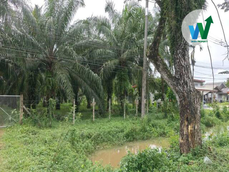 ขาย - ขายที่ดิน พร้อมสวนปาล์ม10ไร่55ตารางวา ควนขนุน, พัทลุง