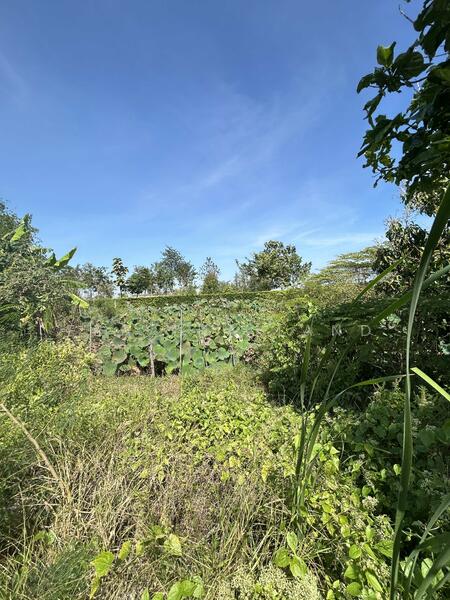 ขาย - ขายที่ดินและสิ่งปลูกสร้าง กำแพงแสน จ.นครปฐม, นครปฐม