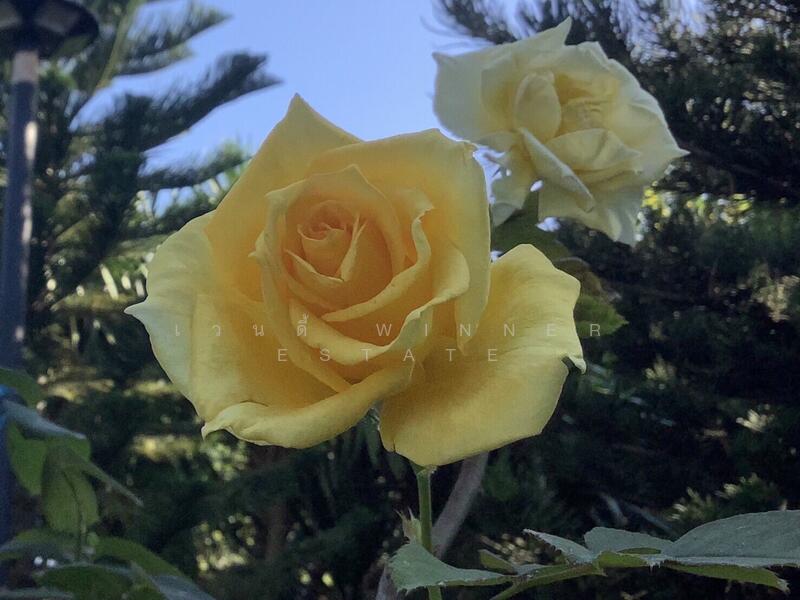 For Sale - ขายที่ดินเขาใหญ่บนเนิน เห็นภูเขาสวยตั้งแต่ซ้ายจรดขวา สวยสมญานามสวิตเซอร์เเลนด์เมืองไทย, Nakhon Ratchasima