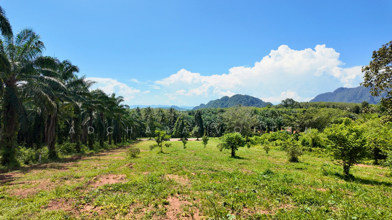 Prime Sea View Land, Nong Talay, Krabi, กระบี่, Krabi, Nong Tale, Muang Krabi, Krabi, , 6,920 sqm, Land For Sale, by Adchara Voeten, 500084546 - DDproperty.com