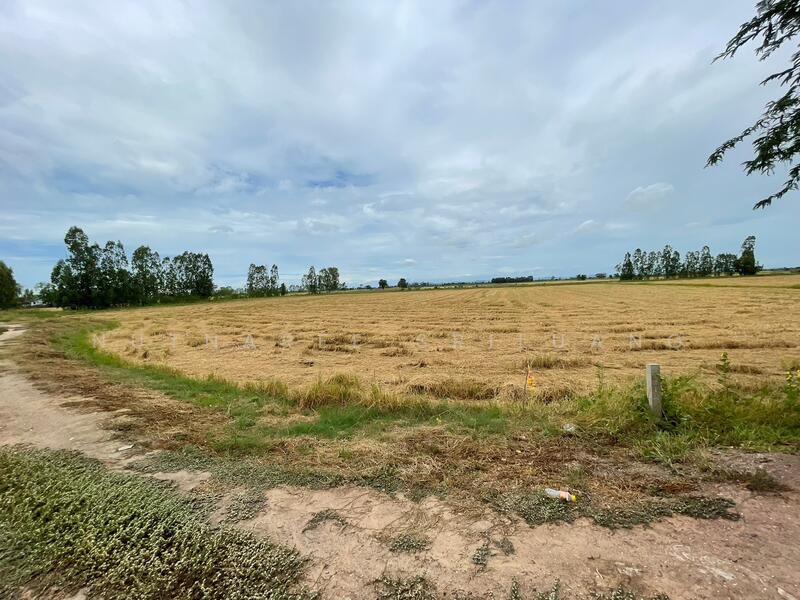 ขาย - ขายที่นาติดถนนและคูน้ำสาธารณะ จ.สุพรรณบุรี บางปลาม้า วังน้ำเย็น, สุพรรณบุรี