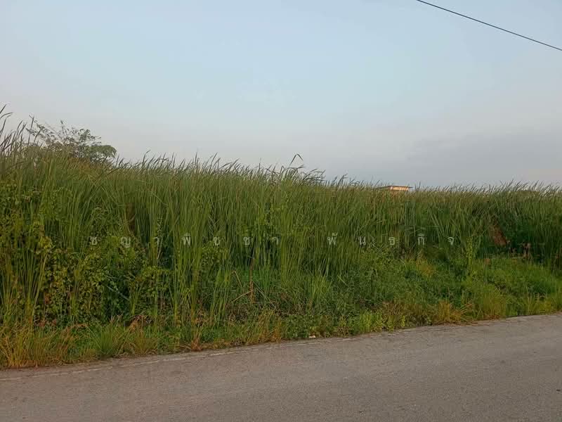 ขายที่ดินเปล่า 297 ตร.ว. ต.บางม่วง อ.บางใหญ่ นนทบุรี ตรว.ละ 20,000 บาท | ใกล้ตลาดคุ้มทรัพย์ ตลาดล่ำซ, Nonthaburi, Bang Muang, Bang Yai, Nonthaburi, , 1,188 sqm, Land For Sale, by ชญาพิชชา พันธกิจ, 500094434 - DDproperty.com