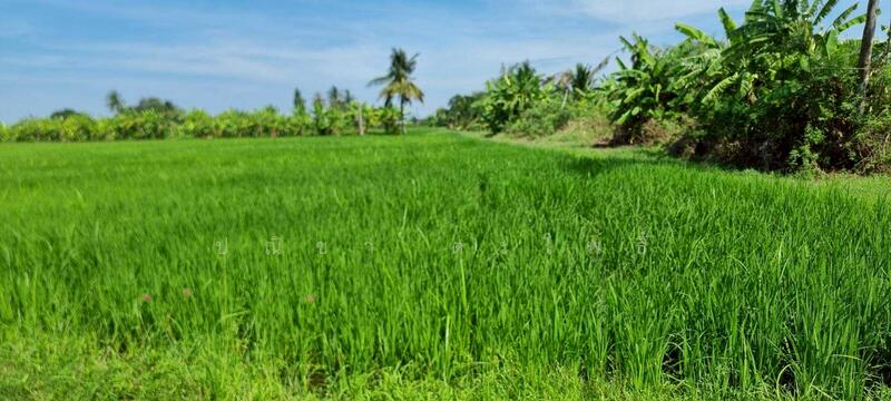 ขาย - ลาดกระบัง, กรุงเทพ