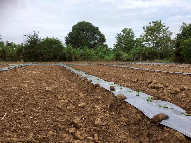 For Sale - เกาะตาเลี้ยง, Sukhothai