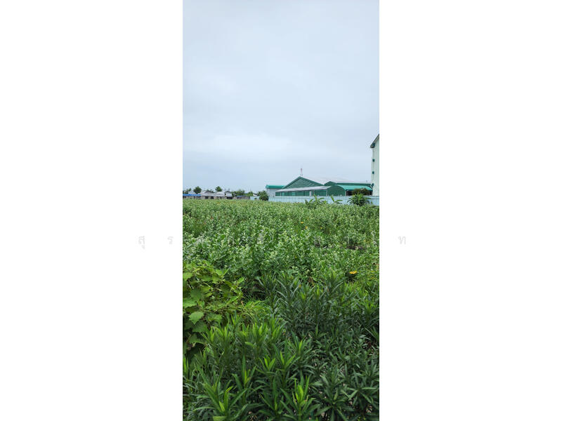 Vacant Land, Bangkok, เอกชัย, Bang Bon, Bang Bon, Bangkok, , 13,488 sqm, Land For Rent, by Surasak Satho, 500096537 - DDproperty.com