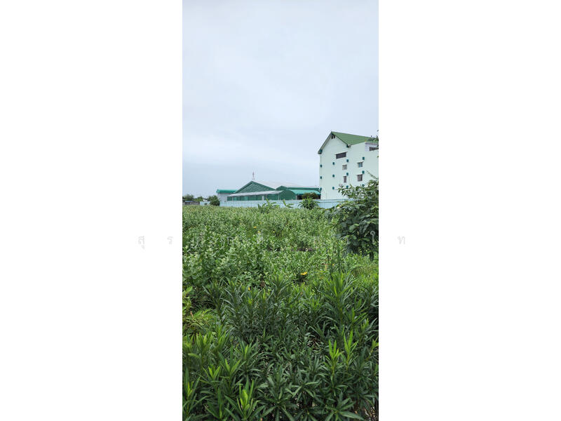 Vacant Land, Bangkok, เอกชัย, Bang Bon, Bang Bon, Bangkok, , 13,488 sqm, Land For Rent, by Surasak Satho, 500096537 - DDproperty.com
