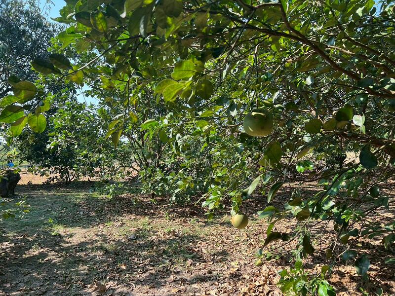 ขาย - บ้านสวนส้มโอ บ้านพักตากอากาศ สรรคบุรี ชัยนาท, ชัยนาท