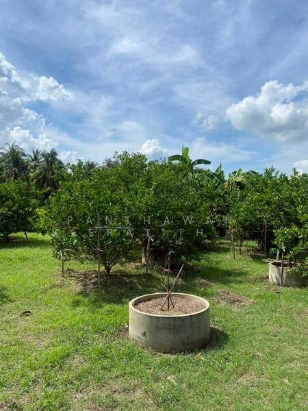 ขาย - บ้านสวนส้มโอ บ้านพักตากอากาศ สรรคบุรี ชัยนาท, ชัยนาท