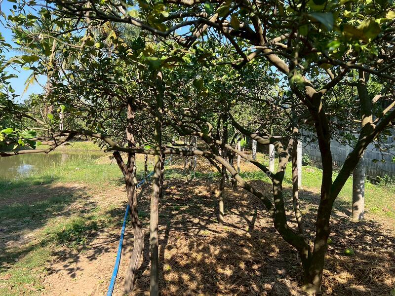 ขาย - บ้านสวนส้มโอ บ้านพักตากอากาศ สรรคบุรี ชัยนาท, ชัยนาท