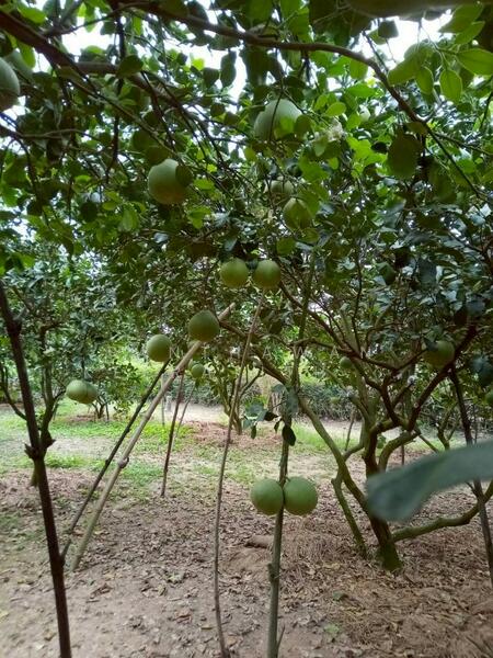 ขาย - บ้านสวนส้มโอ บ้านพักตากอากาศ สรรคบุรี ชัยนาท, ชัยนาท