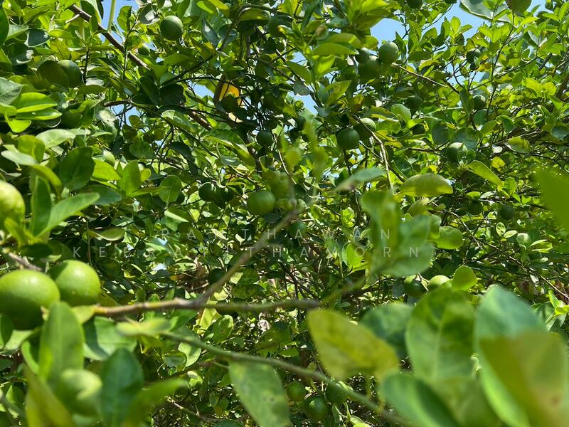 ขาย - บ้านสวนส้มโอ บ้านพักตากอากาศ สรรคบุรี ชัยนาท, ชัยนาท