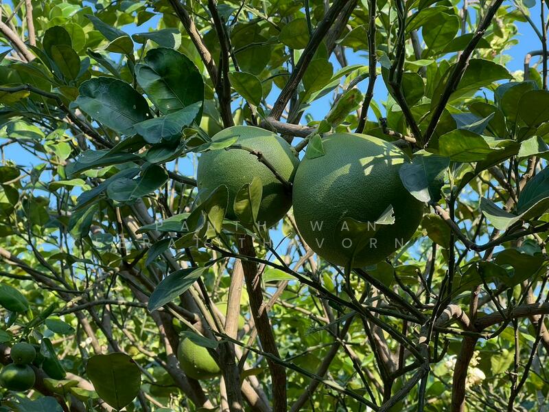 ขาย - บ้านสวนส้มโอ บ้านพักตากอากาศ สรรคบุรี ชัยนาท, ชัยนาท