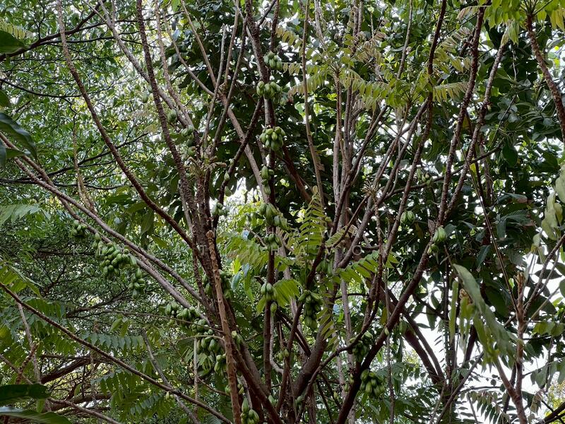 ขาย - บ้านสวนส้มโอ บ้านพักตากอากาศ สรรคบุรี ชัยนาท, ชัยนาท