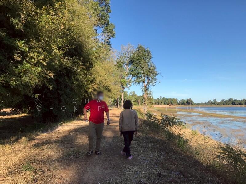 ขาย - ขายที่ดินพร้อมสวนยางพารา 18-1-3 ไร่ ต.หนองบก อ.เหล่าเสือโก้ก, อุบลราชธานี