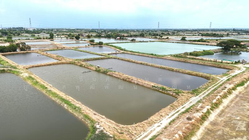 ขาย - ขาย บ่อกุ้ง บ้านโพธิ์ ฉะเชิงเทรา ใกล้ มินิ มูร่าฟาร์ม ตร.ว.ละ 1,500 บาท, ฉะเชิงเทรา