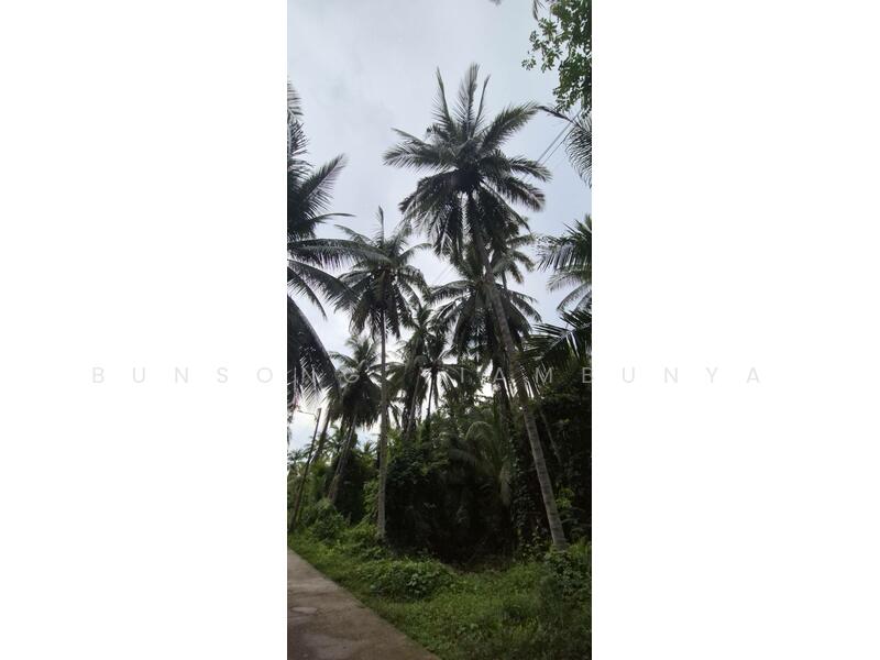 ขาย - 💥 ขายที่ดินโฉนด 4 ไร่ 1 งาน 50.7 ตร.ว. ต.บางใบไม้ อ.เมือง สุราษฎร์ธานี, สุราษฎร์ธานี