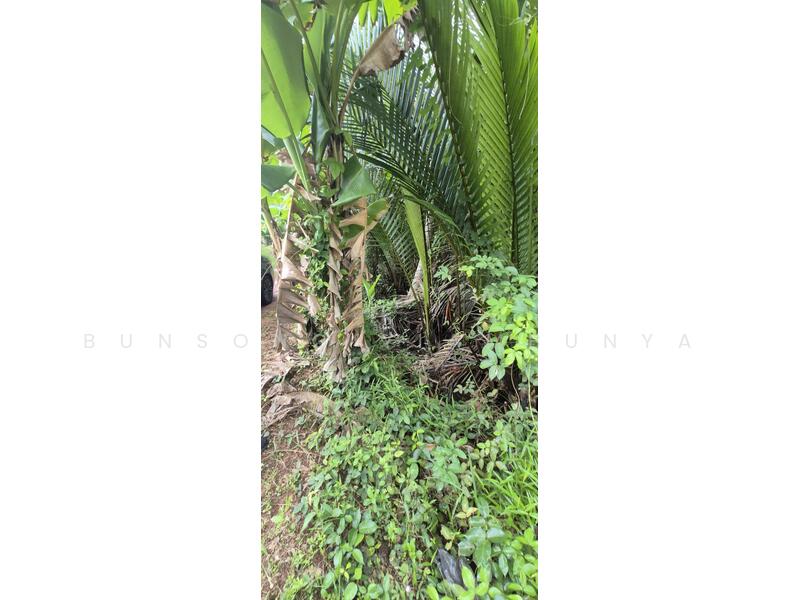 ขาย - 💥 ขายที่ดินโฉนด 4 ไร่ 1 งาน 50.7 ตร.ว. ต.บางใบไม้ อ.เมือง สุราษฎร์ธานี, สุราษฎร์ธานี