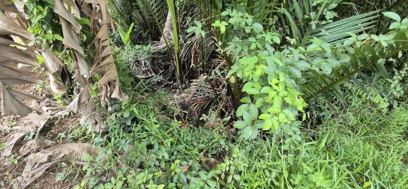 ขาย - 💥 ขายที่ดินโฉนด 4 ไร่ 1 งาน 50.7 ตร.ว. ต.บางใบไม้ อ.เมือง สุราษฎร์ธานี, สุราษฎร์ธานี