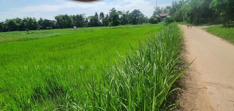 ขาย - 🔥 ขายที่ดินแปลงสวย 4 ไร่ เมืองกาฬสินธุ์ โฉนดพร้อมโอน 🔥, กาฬสินธุ์