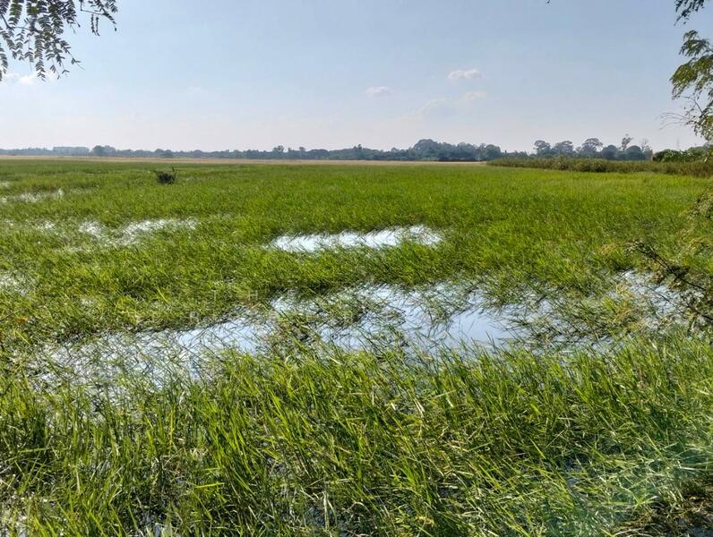 ที่ดินมหาราช พระนครศรีอยุธยา, Phra Nakhon Si Ayutthaya, Ban Khwang, Maha Rat, Phra Nakhon Si Ayutthaya, , 8,112 sqm, Land For Sale, by The Best Property กิต, 500109341 - DDproperty.com