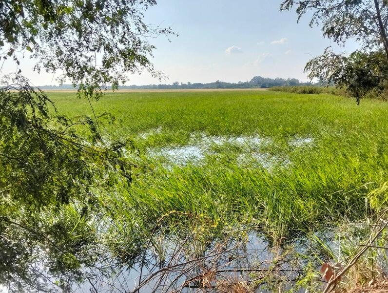 ที่ดินมหาราช พระนครศรีอยุธยา, Phra Nakhon Si Ayutthaya, Ban Khwang, Maha Rat, Phra Nakhon Si Ayutthaya, , 8,112 sqm, Land For Sale, by The Best Property กิต, 500109341 - DDproperty.com