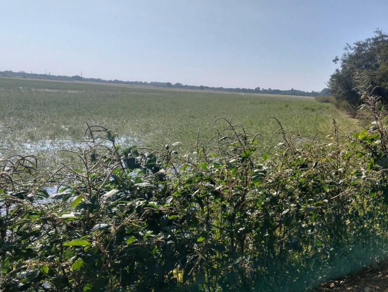 ที่ดินมหาราช พระนครศรีอยุธยา, Phra Nakhon Si Ayutthaya, Ban Khwang, Maha Rat, Phra Nakhon Si Ayutthaya, , 8,112 sqm, Land For Sale, by The Best Property กิต, 500109341 - DDproperty.com