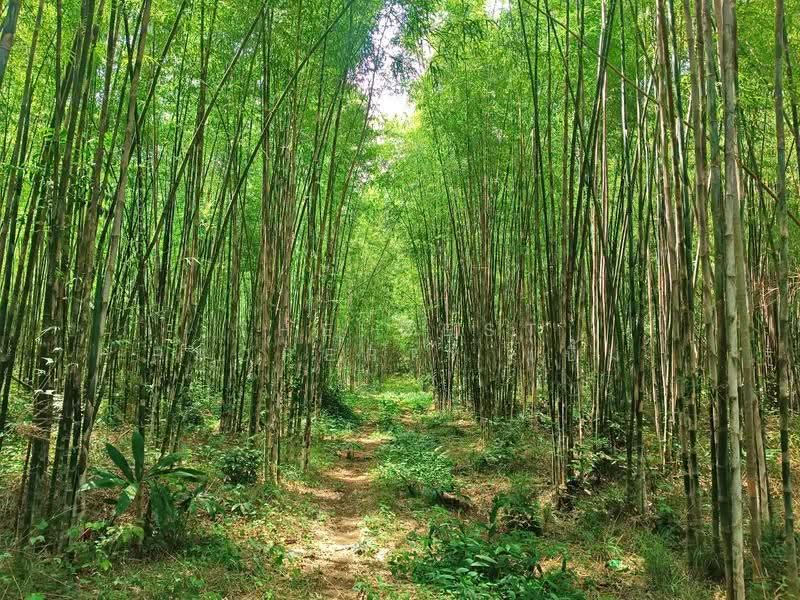 ที่ดินแหลมงอบ ตราด, Trat, Khlong Yai, Laem Ngop, Trat, , 6,032 sqm, Land For Sale, by The Best Property เบิ้ม, 500109547 - DDproperty.com
