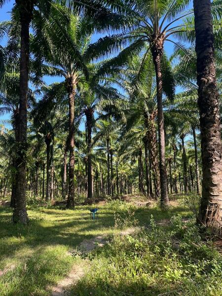 ขาย - ขายที่ดิน สวนปาล์มน้ำมัน แปลงใหญ่เพื่อการลงทุน จังหวัดชุมพร – เจ้าของขายเอง, ชุมพร