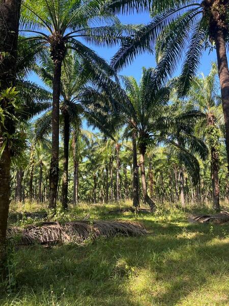 ขาย - ขายที่ดิน สวนปาล์มน้ำมัน แปลงใหญ่เพื่อการลงทุน จังหวัดชุมพร – เจ้าของขายเอง, ชุมพร