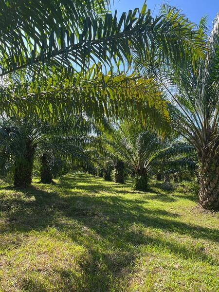 ขาย - ขายที่ดิน สวนปาล์มน้ำมัน แปลงใหญ่เพื่อการลงทุน จังหวัดชุมพร – เจ้าของขายเอง, ชุมพร
