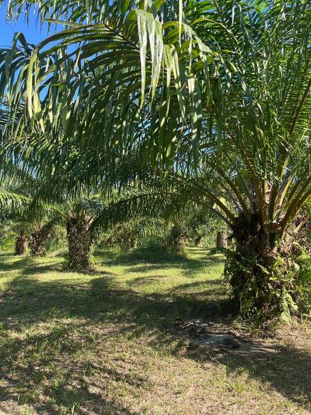 ขาย - ขายที่ดิน สวนปาล์มน้ำมัน แปลงใหญ่เพื่อการลงทุน จังหวัดชุมพร – เจ้าของขายเอง, ชุมพร