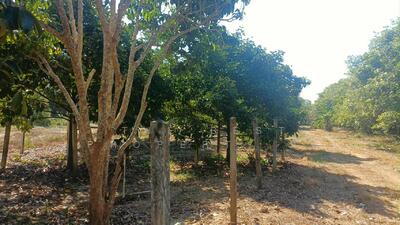 ขาย - ที่ดินเพ ระยอง, ระยอง