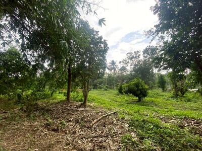 ขาย - ที่ดินว่างเปล่าพัทลุง, พัทลุง