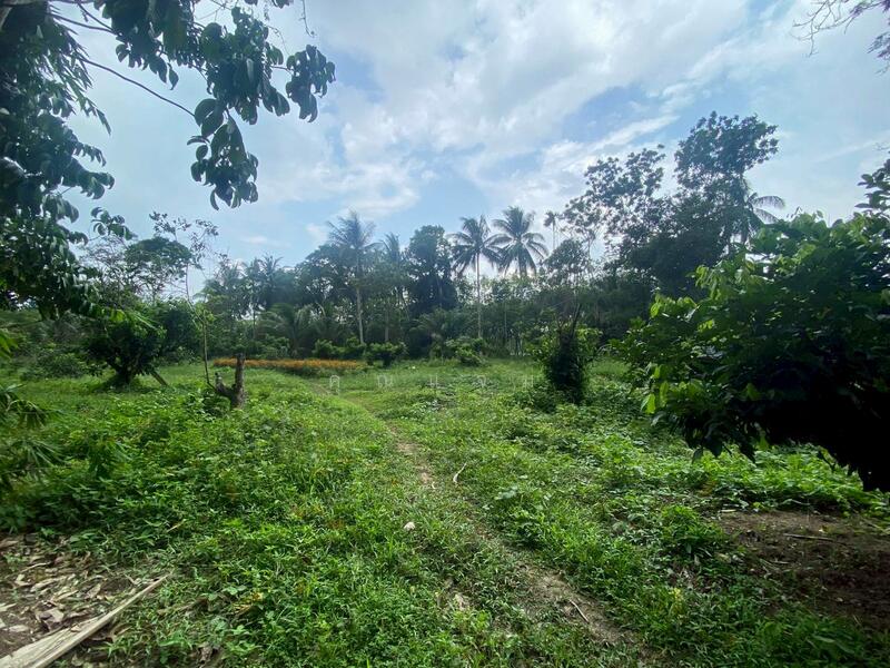 ขาย - ที่ดินว่างเปล่าพัทลุง, พัทลุง