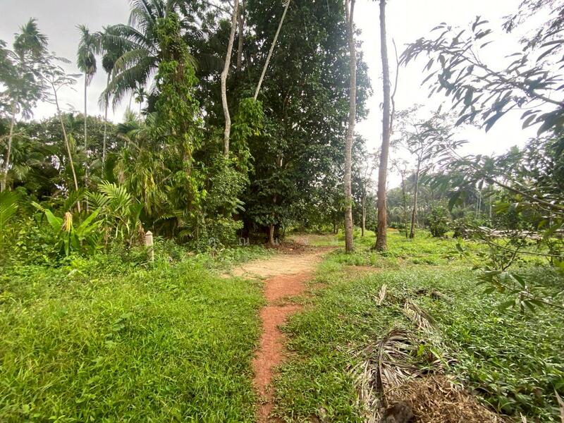 ขาย - ที่ดินว่างเปล่าพัทลุง, พัทลุง