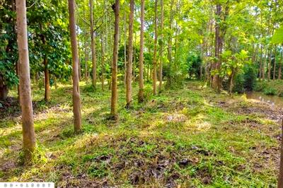 ขาย - DD-015037 ที่ดินพาน 9 ไร่ 54 ตร.ว. เชียงราย ใกล้ที่ทำการองค์การบริหารส่วนตำบลเจริญเมือง, เชียงราย