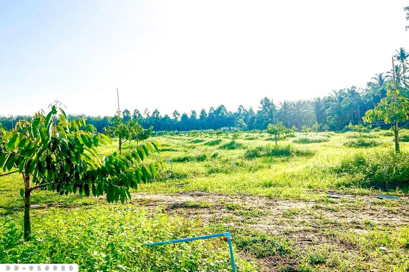 ขาย - DD-015029 ที่ดินสิชล 9 ไร่ 356 ตร.ว.นครศรีธรรมราช ใกล้หาดท่าหมาก, นครศรีธรรมราช