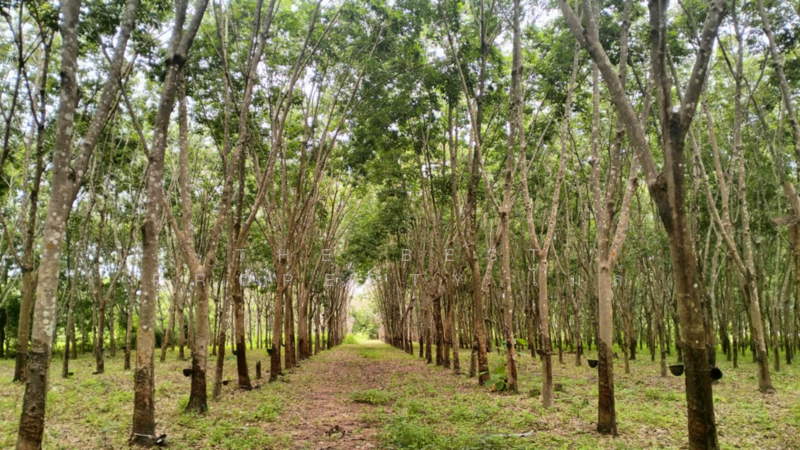 ขาย - ที่ดินโขงเจียม อุบลราชธานี, อุบลราชธานี