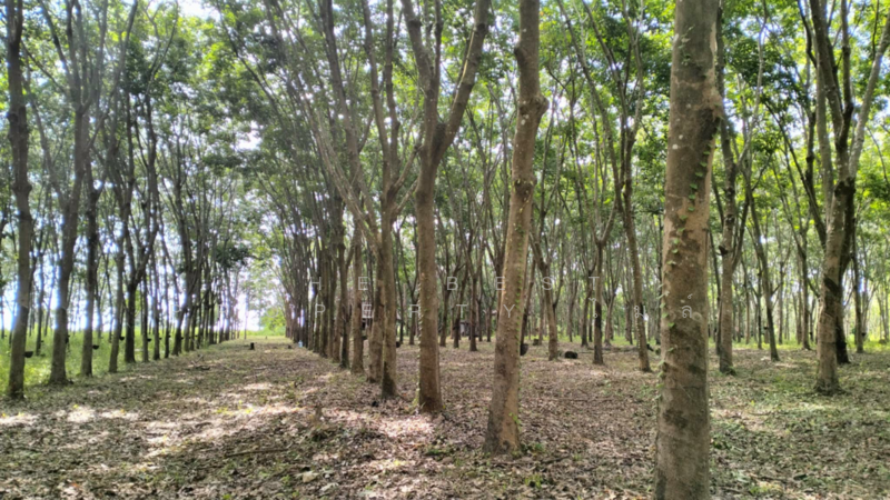 ขาย - ที่ดินโขงเจียม อุบลราชธานี, อุบลราชธานี