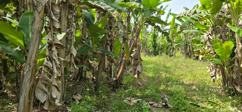 ขายที่ดินติดบายพาส ใกล้ไดนาสตี้ไทล์ท้อป สวรรคโลก, Sukhothai, Yan Yao, Sawankhalok, Sukhothai, , 8,016 sqm, Land For Sale, by PortLand Property, 500120659 - DDproperty.com