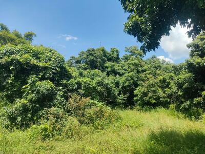 ขาย - ที่ดินสีคิ้ว นครราชสีมา, นครราชสีมา